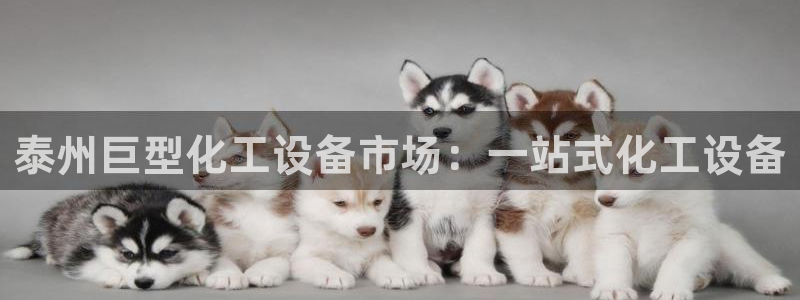 新城平台登录密码忘了怎么找回